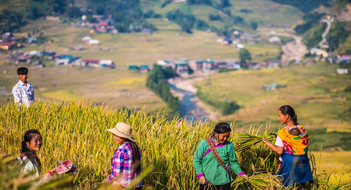 sapa rice field
